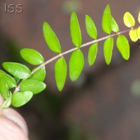 Wilson's Honeysuckle